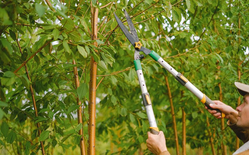 Tree trimming in Matlock, IA