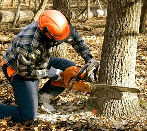 Tree Removal in Matlock, IA